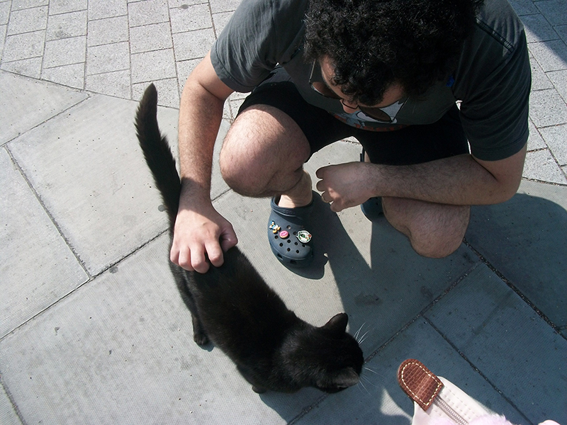 We found a cat in the streets